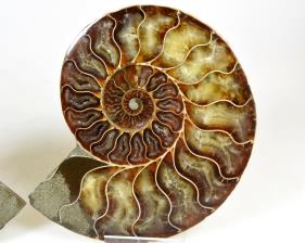 Ammonite Pair 13cm | Image 3