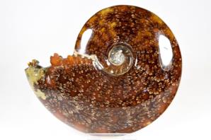 Ammonite Cleoniceras 13.2cm | Image 3