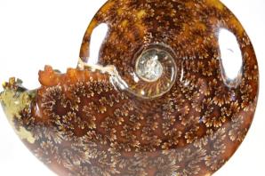 Ammonite Cleoniceras 13.2cm | Image 4