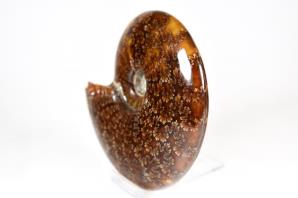 Ammonite Cleoniceras 13.2cm | Image 5