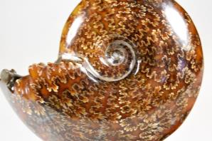 Ammonite Cleoniceras 12.2cm | Image 2