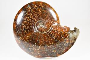 Ammonite Cleoniceras 12.2cm | Image 3