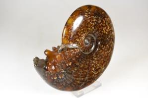 Ammonite Cleoniceras 12.2cm | Image 4