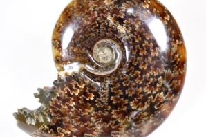 Ammonite Cleoniceras 9.6cm | Image 2