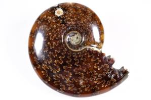 Ammonite Cleoniceras 9.6cm | Image 3