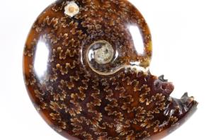 Ammonite Cleoniceras 9.6cm | Image 4