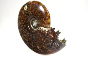 Ammonite Cleoniceras 9.6cm | Image 5
