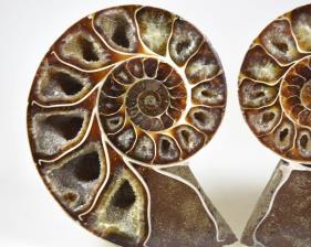Ammonite Pair 9.2cm | Image 2