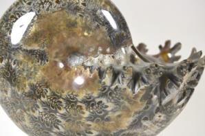 Ammonite Phylloceras 10.6cm | Image 2