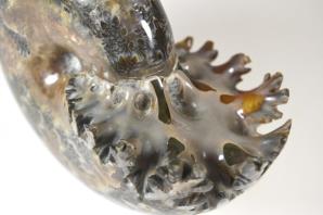 Ammonite Phylloceras 10.6cm | Image 3