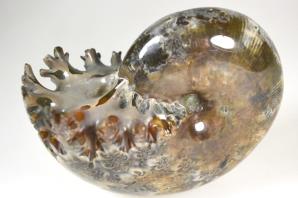 Ammonite Phylloceras 10.6cm | Image 4