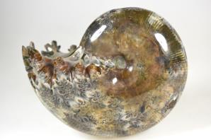 Ammonite Phylloceras 10.6cm | Image 5