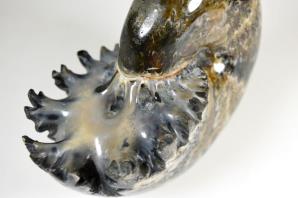 Ammonite Phylloceras 10.1cm | Image 3