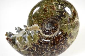 Ammonite Puzosia 8.7cm | Image 2