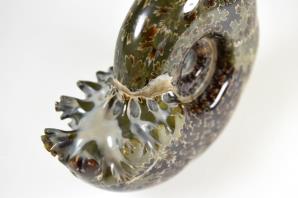 Ammonite Puzosia 8.7cm | Image 3