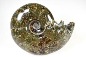 Ammonite Puzosia 8.7cm | Image 4