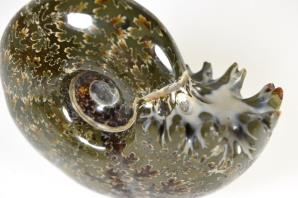 Ammonite Puzosia 8.7cm | Image 5
