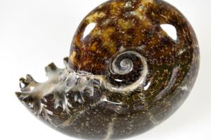Ammonite Puzosia 8.71cm | Image 2
