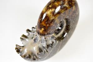 Ammonite Puzosia 8.71cm | Image 3