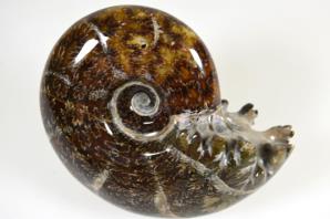 Ammonite Puzosia 8.71cm | Image 4