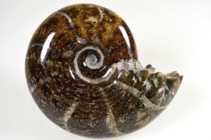Ammonite Puzosia 8.71cm | Image 5
