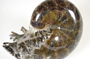 Ammonite Phylloceras 9cm | Image 2