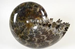 Ammonite Phylloceras 9cm | Image 4