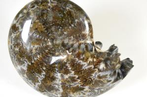 Ammonite Phylloceras 8.9cm | Image 2