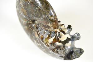 Ammonite Phylloceras 8.9cm | Image 3