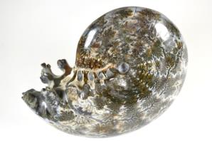 Ammonite Phylloceras 8.9cm | Image 4