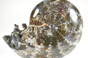 Ammonite Phylloceras 8.9cm | Image 5