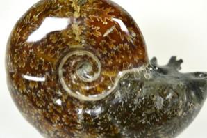 Ammonite Puzosia 10.2cm | Image 2