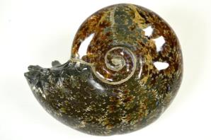 Ammonite Puzosia 10.2cm | Image 4