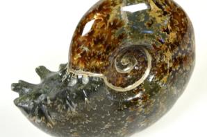 Ammonite Puzosia 10.2cm | Image 5