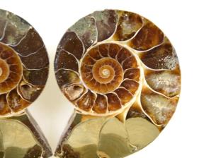 Ammonite Pair 6.6cm | Image 2