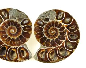 Ammonite Pair 5.1cm | Image 3