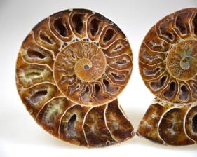 Ammonite Pair 6.2cm | Image 3