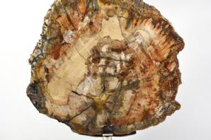 Mounted Fossilised Wood Slice 25.5cm | Image 2