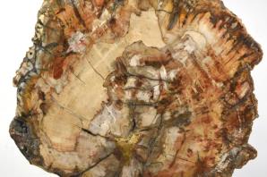 Mounted Fossilised Wood Slice 25.5cm | Image 3