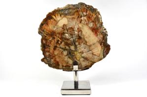Mounted Fossilised Wood Slice 25.5cm | Image 6