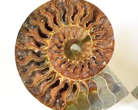 Ammonite Pair 15.5cm | Image 3