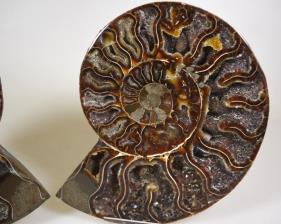 Ammonite Pair 16cm | Image 2