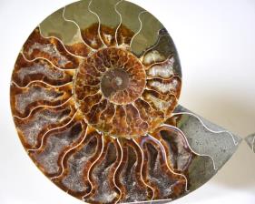 Ammonite Pair 15.7cm | Image 3