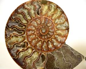 Ammonite Pair 15.6cm | Image 3