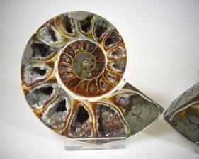 Ammonite Pair 10.2cm | Image 3