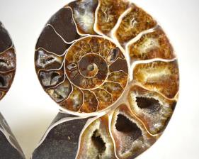 Ammonite Pair 10.7cm | Image 2
