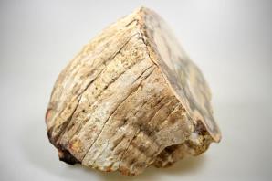 Fossilised Wood Branch 14cm | Image 4