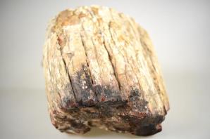 Fossilised Wood Branch 14cm | Image 5