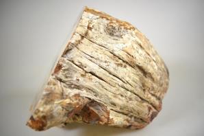 Fossilised Wood Branch 14cm | Image 6