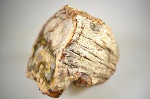 Fossilised Wood Branch 14cm | Image 7